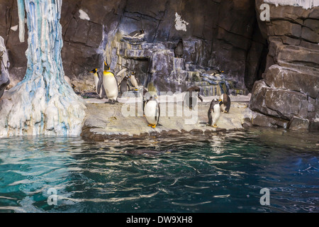 Pinguine auf dem Display in künstlichen Lebensraum an das Reich der Pinguin-Attraktion in SeaWorld Orlando Stockfoto