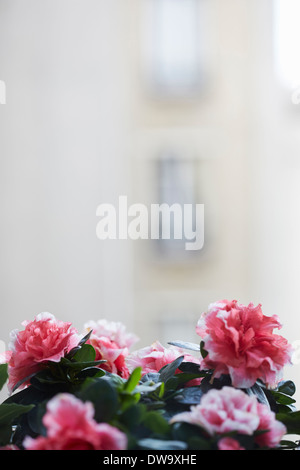 Azalee Pflanzenblüten auf Fensterbank hautnah Stockfoto