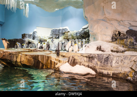 Pinguine auf dem Display in künstlichen Lebensraum an das Reich der Pinguin-Attraktion in SeaWorld Orlando Stockfoto