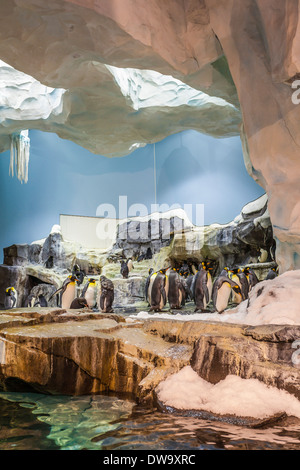 Pinguine auf dem Display in künstlichen Lebensraum an das Reich der Pinguin-Attraktion in SeaWorld Orlando Stockfoto