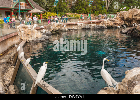 Gäste sehen Sie Snowy Reiher und Silberreiher an den Pazifik Punkt erhalten Attraktion in SeaWorld Orlando Stockfoto