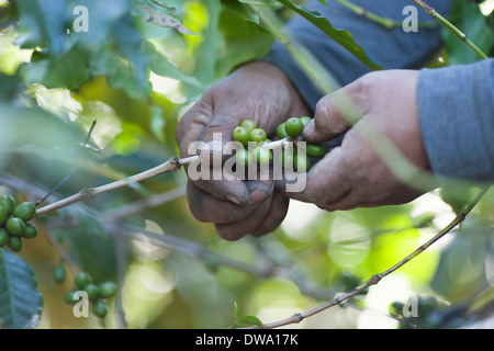 Grobe schwielige Händen aussuchen Reifen Kaffeebeeren aus überquellenden Sträucher in einem Feld oberhalb Ataca, Ruta de Las Flores-El Salvador Stockfoto