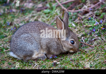 Juvenile Europäische Wildkaninchen (Oryctolagus Cuniculus), UK Stockfoto