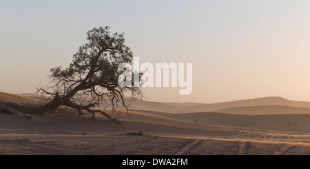 Umgestürzten Baum im Erg Chegaga-Dünen in der Wüste Sahara, Souss-Massa-Draa, Marokko Stockfoto