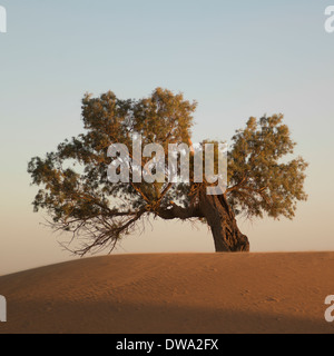 Baum in Erg Chegaga-Dünen in der Wüste Sahara, Souss-Massa-Draa, Marokko Stockfoto