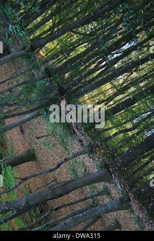 Belgrad Wald und kleinen Teich im Herbst-Saison in Istanbul, Türkei Stockfoto