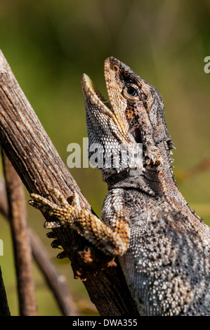 östliche Bartagame Pogona barbata Stockfoto