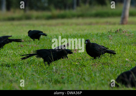 Weiß-winged Alpenkrähe Corcorax melanorhamphos Stockfoto