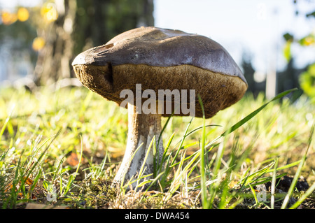 Nahaufnahme der Boletus mushroom Stockfoto