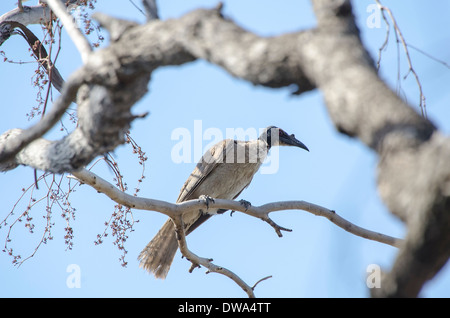 Laut Friarbird Philemon corniculatus Stockfoto