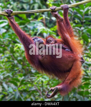 Eine Mutter und Ihr Baby Orang-Utan (Pongo Pygmaeus) hängen an einem Seil in Borneo, Malaysia Stockfoto