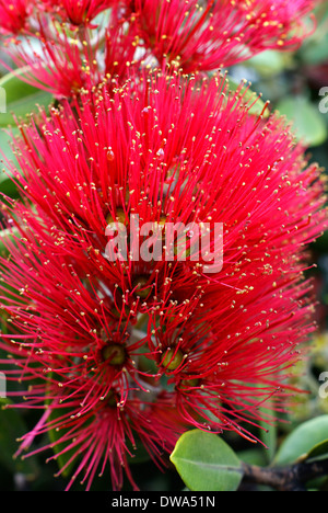 Blumen der Pohutukawa (Metrosideros Excelsa) bezeichnet ein einheimischer Baum Neuseelands als New Zealand Christmas Tree Stockfoto