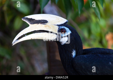 Eine wilde Oriental Pied Hornbill (Anthracoceros Albirostris), in Malaysia Stockfoto