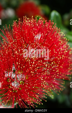 Blumen der Pohutukawa (Metrosideros Excelsa) bezeichnet ein einheimischer Baum Neuseelands als New Zealand Christmas Tree Stockfoto