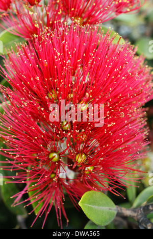 Blumen der Pohutukawa (Metrosideros Excelsa) bezeichnet ein einheimischer Baum Neuseelands als New Zealand Christmas Tree Stockfoto