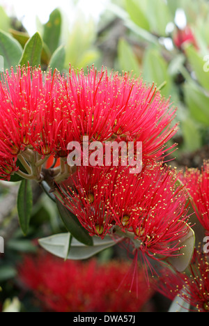 Blumen der Pohutukawa (Metrosideros Excelsa) bezeichnet ein einheimischer Baum Neuseelands als New Zealand Christmas Tree Stockfoto
