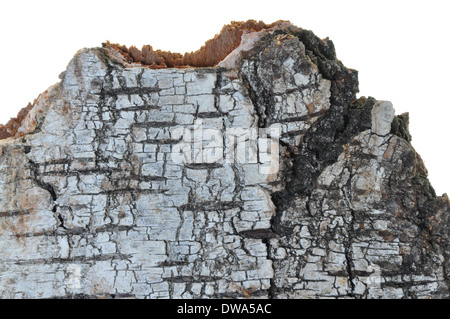 Birkenrinde isoliert auf weißem Hintergrund Stockfoto