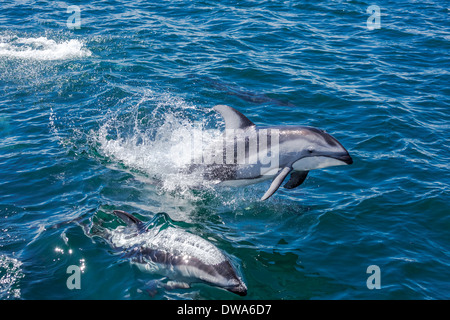 Pacific White doppelseitige Delphine, springen und Schwimmen im Meer. Stockfoto