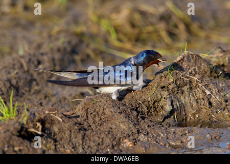 Rauchschwalbe (Hirundo Rustica) Schlamm im Schnabel für den Nestbau zu sammeln Stockfoto