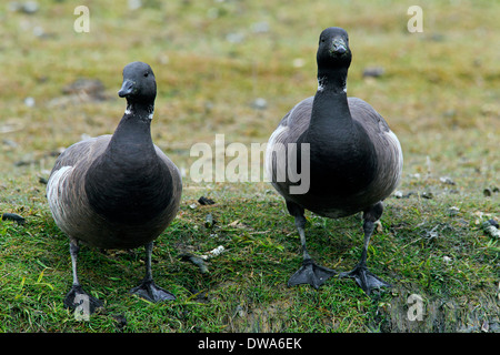 Zwei Ringelgänse / Brant Gans (Branta Bernicla) auf Futtersuche auf Salz-Sumpf Stockfoto