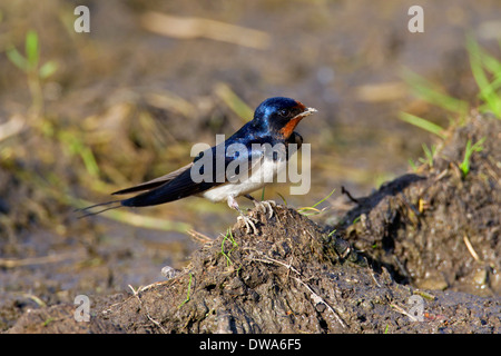 Rauchschwalbe (Hirundo Rustica) Schlamm im Schnabel für den Nestbau zu sammeln Stockfoto