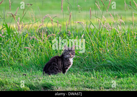 Hauskatze (Felis Silvestris Catus) auf Wiese bereit, auf die Jagd gehen Stockfoto