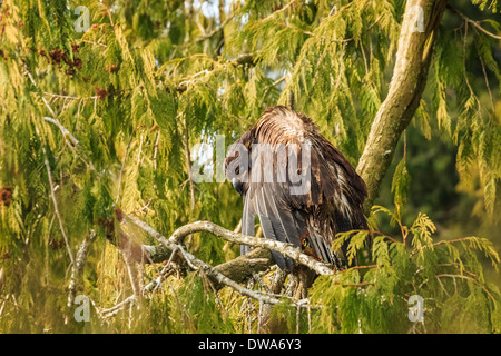 Eine unreife Weißkopfseeadler reinigt es Flügel auf einem niedrigen Ast hängen. Stockfoto