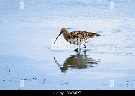 Eurasische Brachvogel / Europäische Brachvogel (Numenius Arquata) auf Nahrungssuche im seichten Wasser Stockfoto