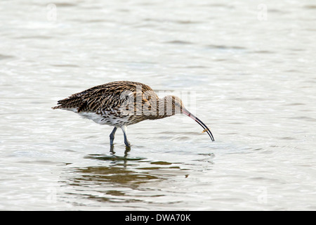 Eurasische Brachvogel / Europäische Brachvogel (Numenius Arquata) auf Nahrungssuche im seichten Wasser entlang der Nordseeküste mit Garnelen im Schnabel Stockfoto