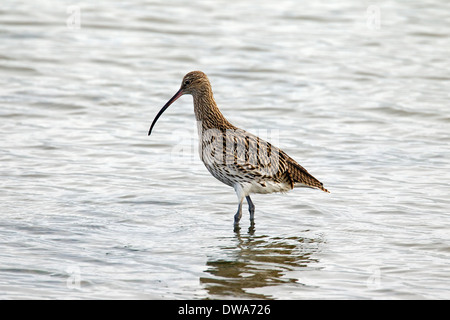 Europäische Brachvogel / eurasischen Brachvogel (Numenius Arquata) auf Nahrungssuche im seichten Wasser Stockfoto