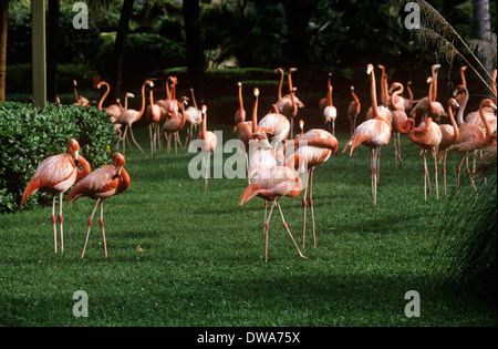 Flamingos, Busch Gardens Tampa, Florida, USA. Stockfoto