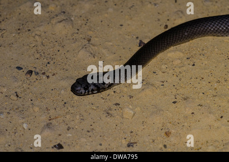 blasse Leitung Schlange Hoplocephalus bitorquatus Stockfoto