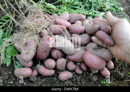 Kartoffel Rote Emalie Stockfoto