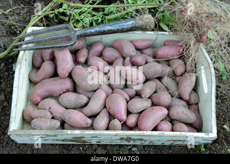 Kartoffel Rote Emalie Stockfoto