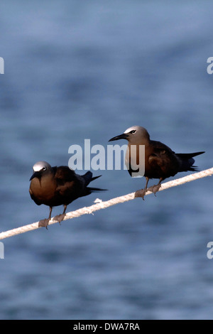 Zwei braune Noddy (Anous Stolidus), im Nationalpark Los Roques Stockfoto