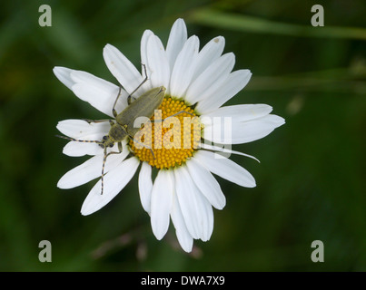 Lepturobosca Virens auf Daisy, Schweden Stockfoto