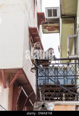 Rhesus-Makaken oder Bhandar Affen (Macaca Mulatta) Pflege auf dem Balkon auf einer Gebäudewand in Neu-Delhi, Indien Stockfoto