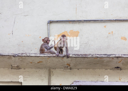 Zwei junge Rhesus-Makaken oder Bhandar Affen (Macaca Mulatta) Pflege auf einem Felsvorsprung auf einer Gebäudewand in Neu-Delhi, Indien Stockfoto