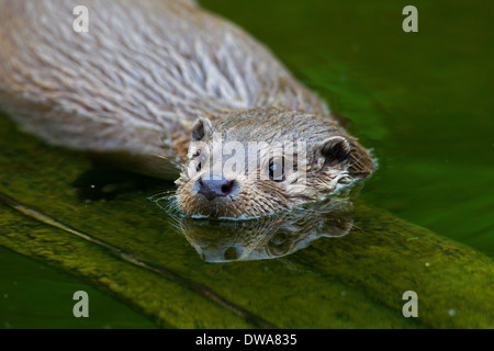 Europäischen Fischotter (Lutra Lutra) Großaufnahme Porträt im stream Stockfoto