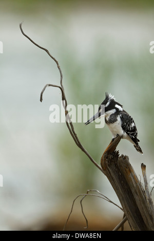 Pied Kingfisher (Ceryle Rudis) thront auf einem Ast, Kruger National Park-Südafrika Stockfoto