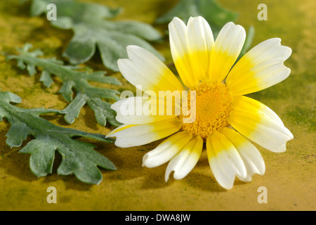 Chrysantheme Stockfoto