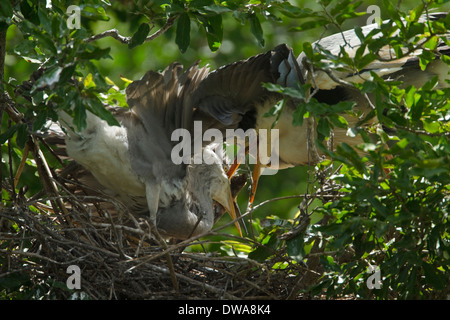 Graue Reiher (Ardea Cinerea) Erwachsenen Fütterung juvenile Fische auf dem Nest, Kruger National Park-Südafrika Stockfoto