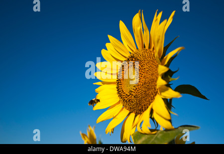 Hummel fliegen um eine Sonnenblume an einem Sommermorgen mit blauem Himmel Stockfoto