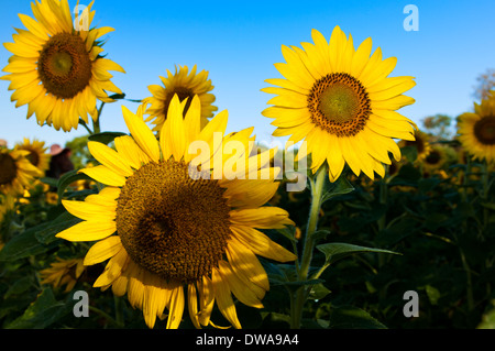 Sonnenblumen im Feld an einem Sommermorgen mit blauem Himmel Stockfoto