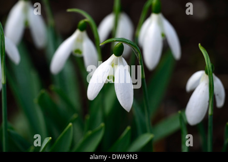 Galanthus Elwesii Var Monostictus Komet Schneeglöckchen weiße Blumen grüne Markierungen Blumen Blumenzwiebeln Schneeglöckchen Stockfoto