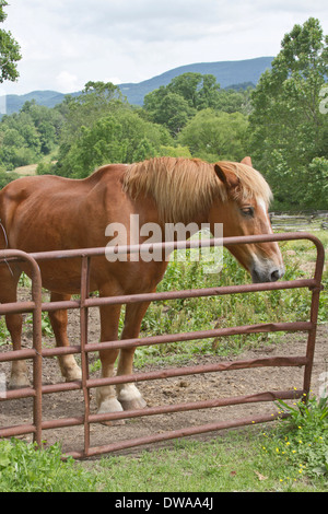 Eine bunte, rostrot, Bauernhof Gebirgspferd in einem Gehege im Sommer Stockfoto