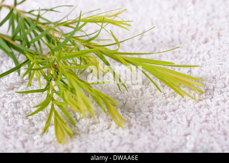 Narrow-leaved leichte Stockfoto