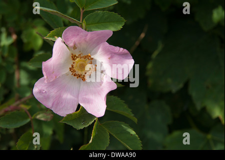 Eine Heckenrose in eine Cumbrian Hecke an einem sonnigen Tag Stockfoto