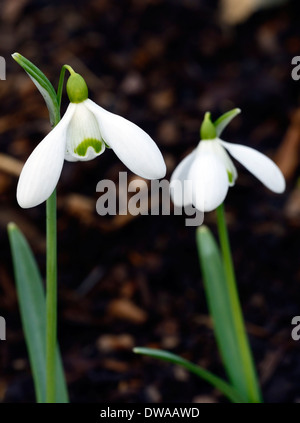 Galanthus Frau Backhouse keine 12 Schneeglöckchen weiße Blumen grüne Markierungen Blumen Blumenzwiebeln Schneeglöckchen Stockfoto