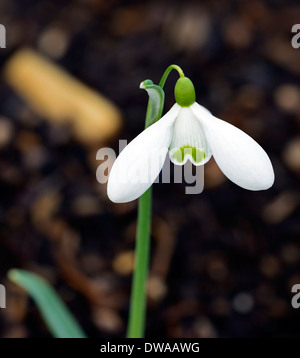 Galanthus Frau Backhouse keine 12 Schneeglöckchen weiße Blumen grüne Markierungen Blumen Blumenzwiebeln Schneeglöckchen Stockfoto